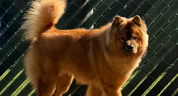 Un chow chow caminando tranquilo bajo la sombra del corral Nobleza
