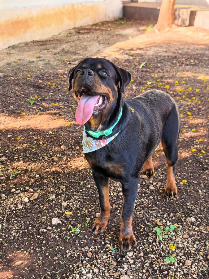Un rottweiler con un paliacate al cuello, de pie y tranquilo a la sombra